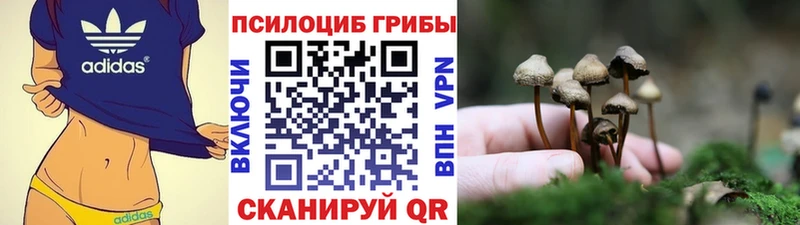 MEGA зеркало  закладка  Ардатов  Псилоцибиновые грибы Psilocybe 